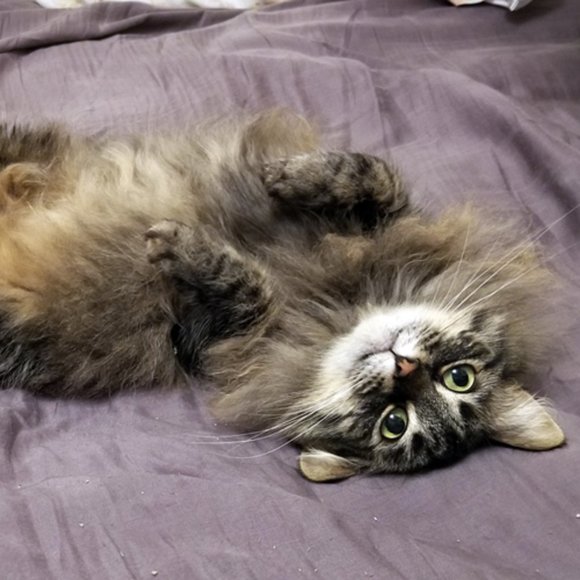 Meet your Posher, Diana - Picture 3 of 3